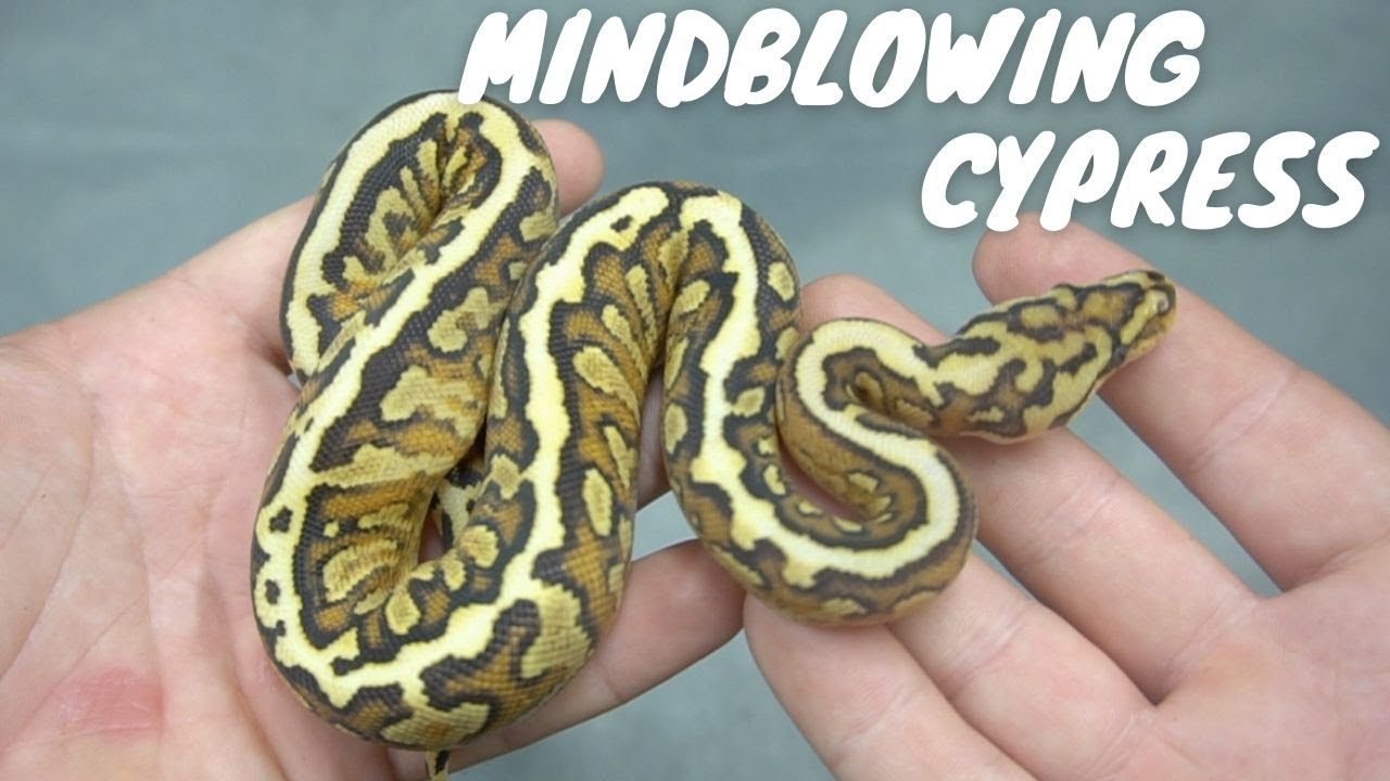 Cypress Spotnose Babies!! CRAZY Results!