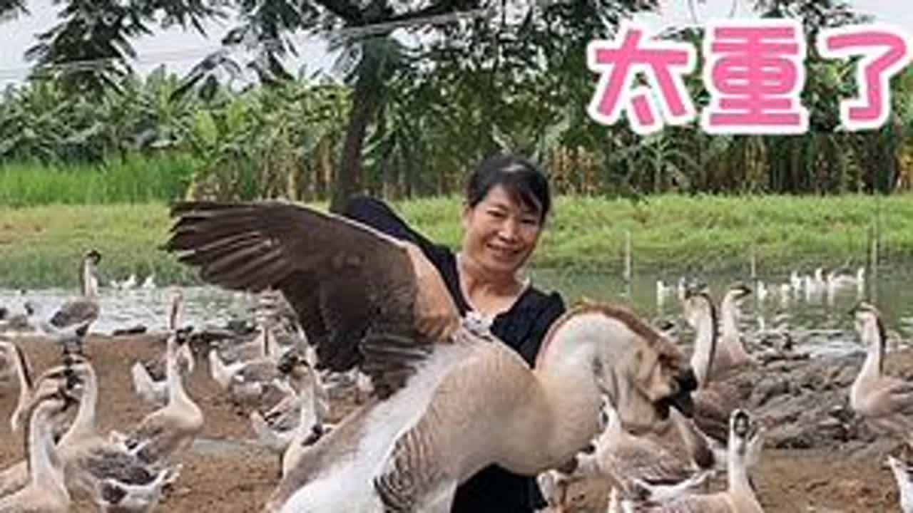 今天华姐拍一些各色各样的鹅给朋友看，顺便还抓了一只小水牛