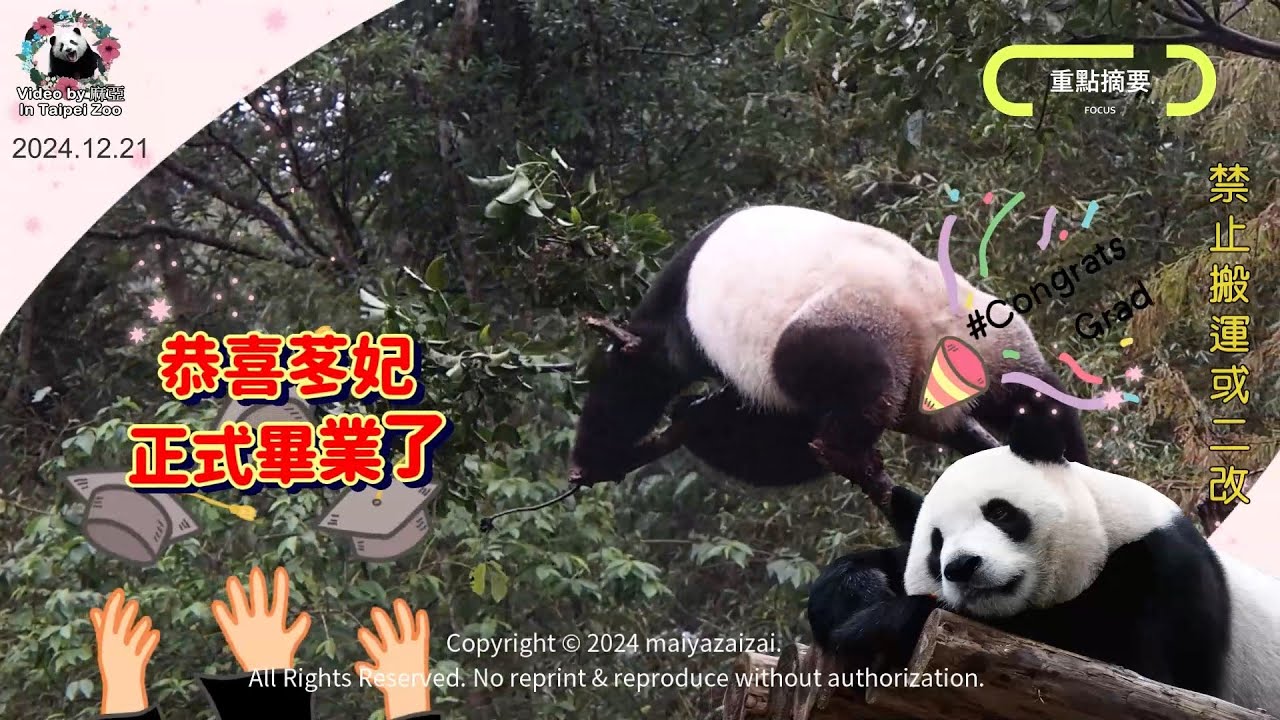20241221 圓寶讓茄苳樹正式畢業了，真的拔光一枝不剩! 讓苳妃畢業生好好休息了吧! The Giant Panda Yuan Bao
