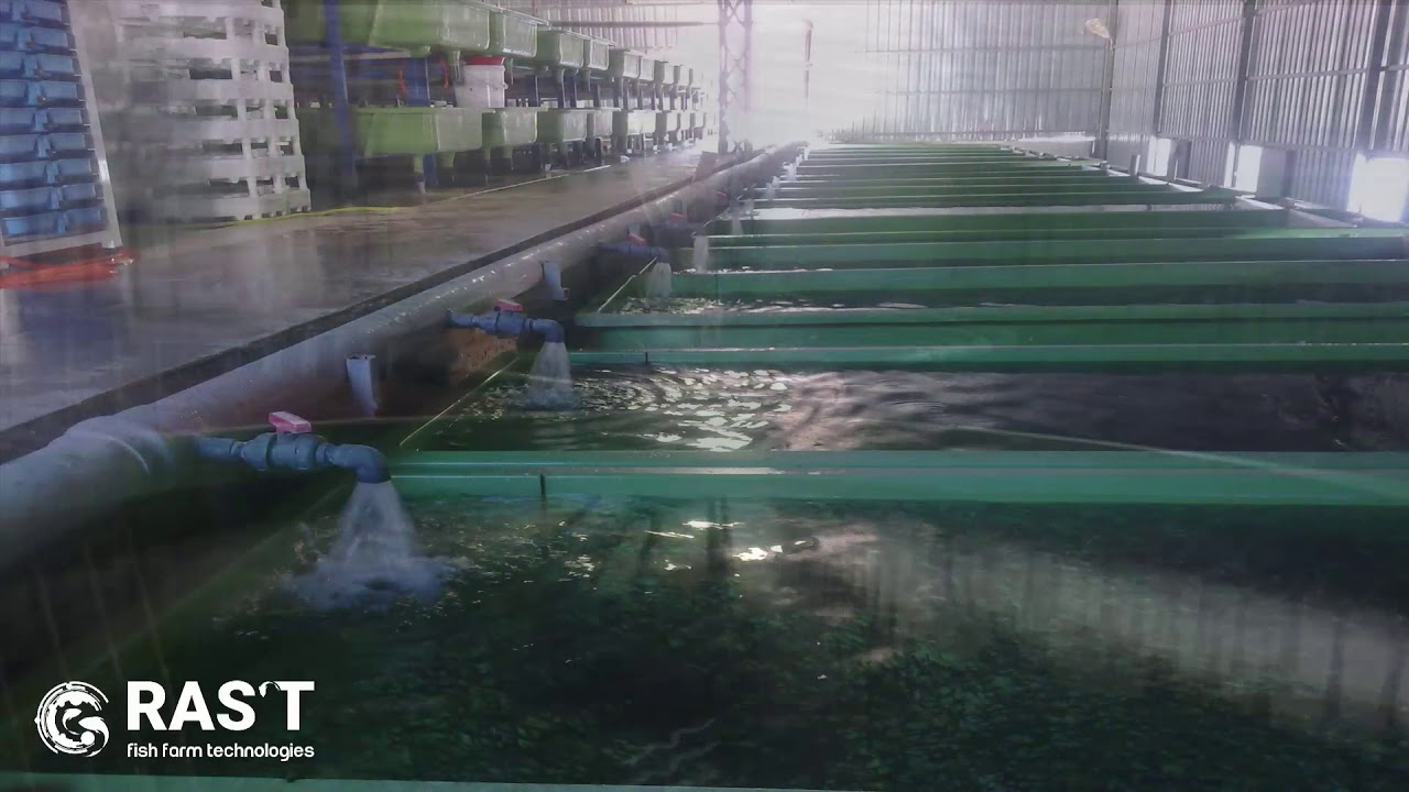 How Does a Recirculating Aquaculture System Works?