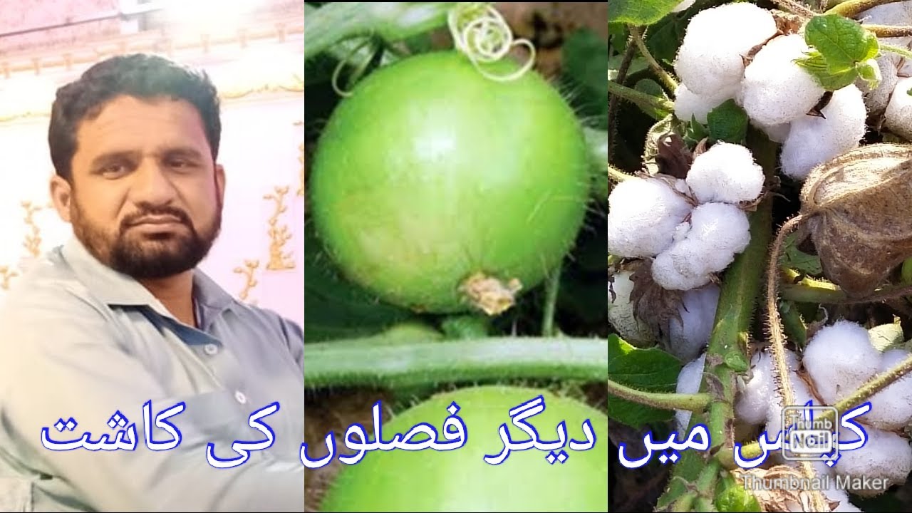 کپاس میں دیگر فصلوں کی کاشت #inter cropping in cotton