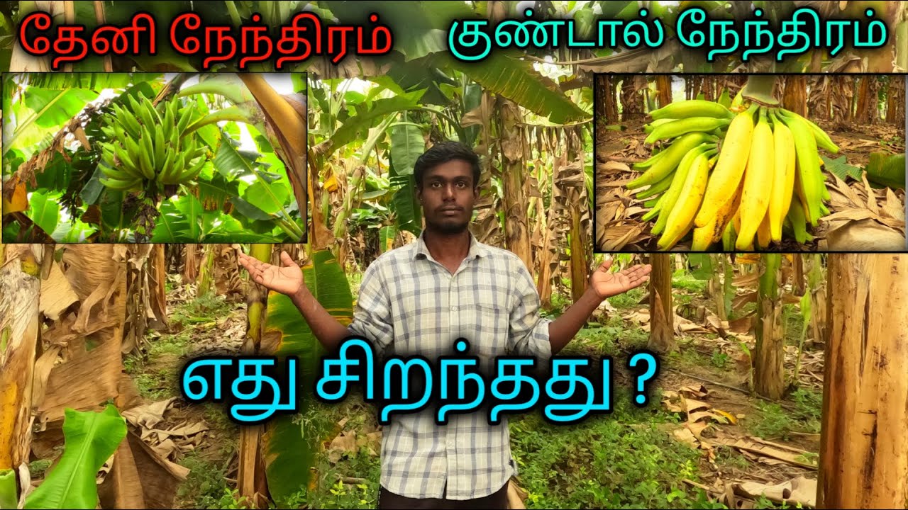 தேனி நேந்திரம்குண்டால் நேந்திரம்எது சிறந்தது ?🤔