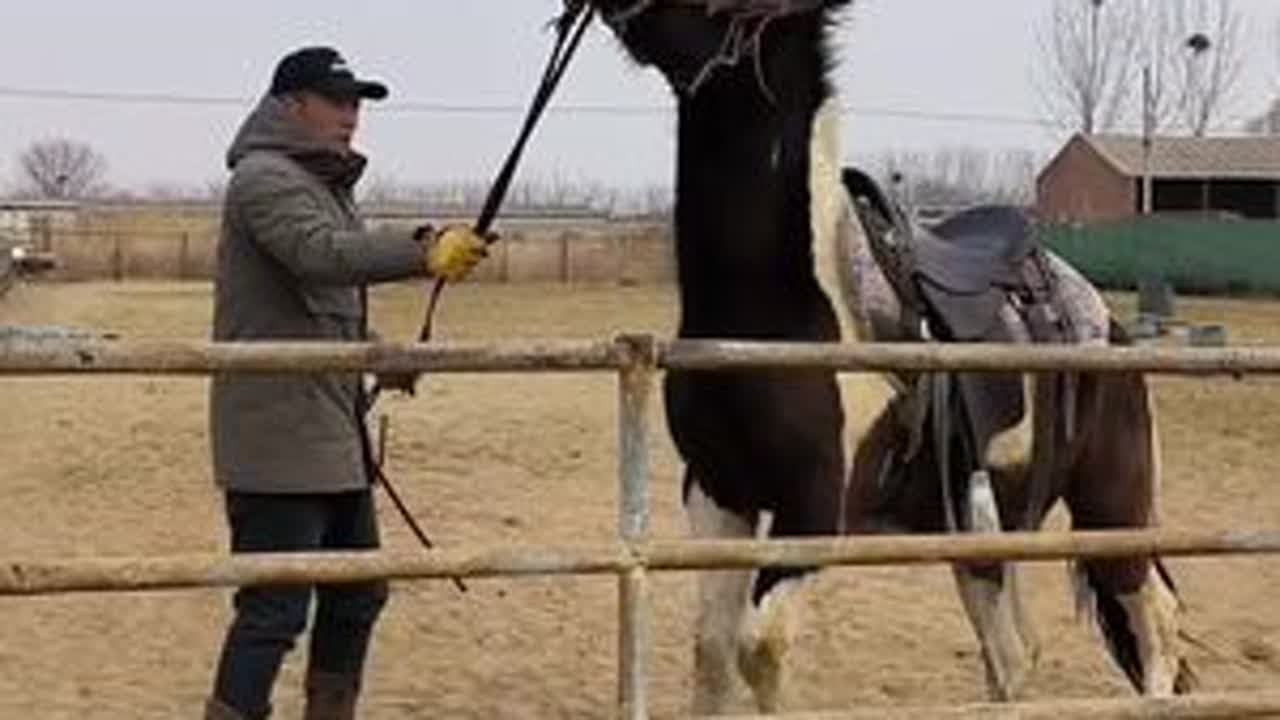 为什么马不让上#骑马#训马#推广马术运动