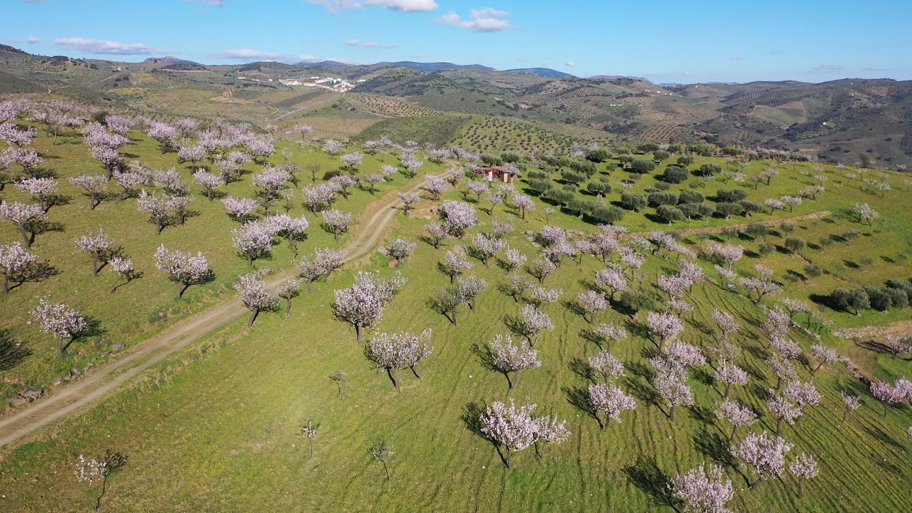 Amendoeiras Floridas em Castelo Melhor