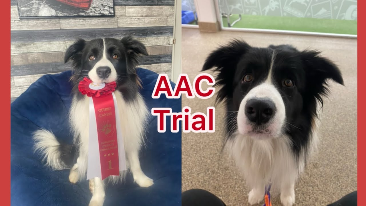 AAC Agility Trial!