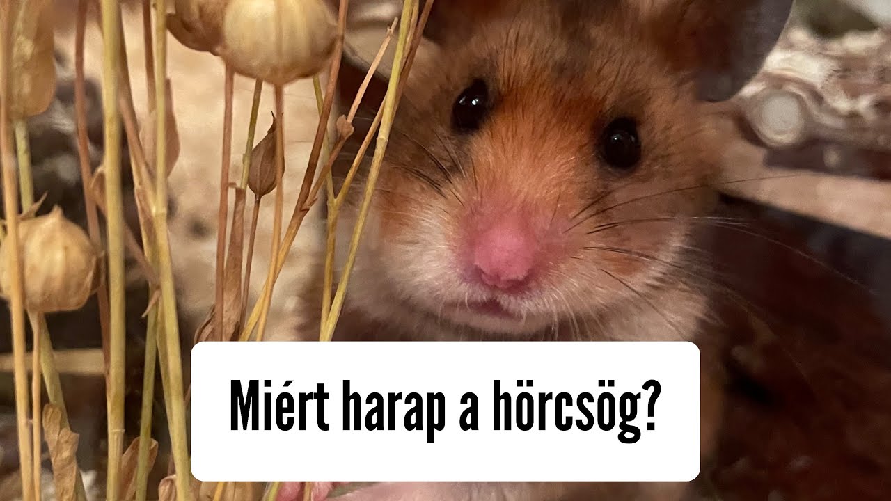Miért harap a hörcsög?