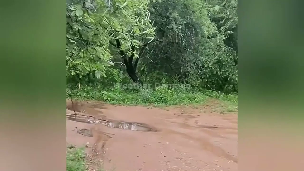 stom cell song