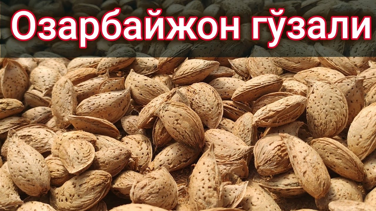 Дaромадли соха, Озарбайжон гўзали навли БОДОМ ҳосили ва тафсилотлари.   Наманган, Чортоқ туманидан.