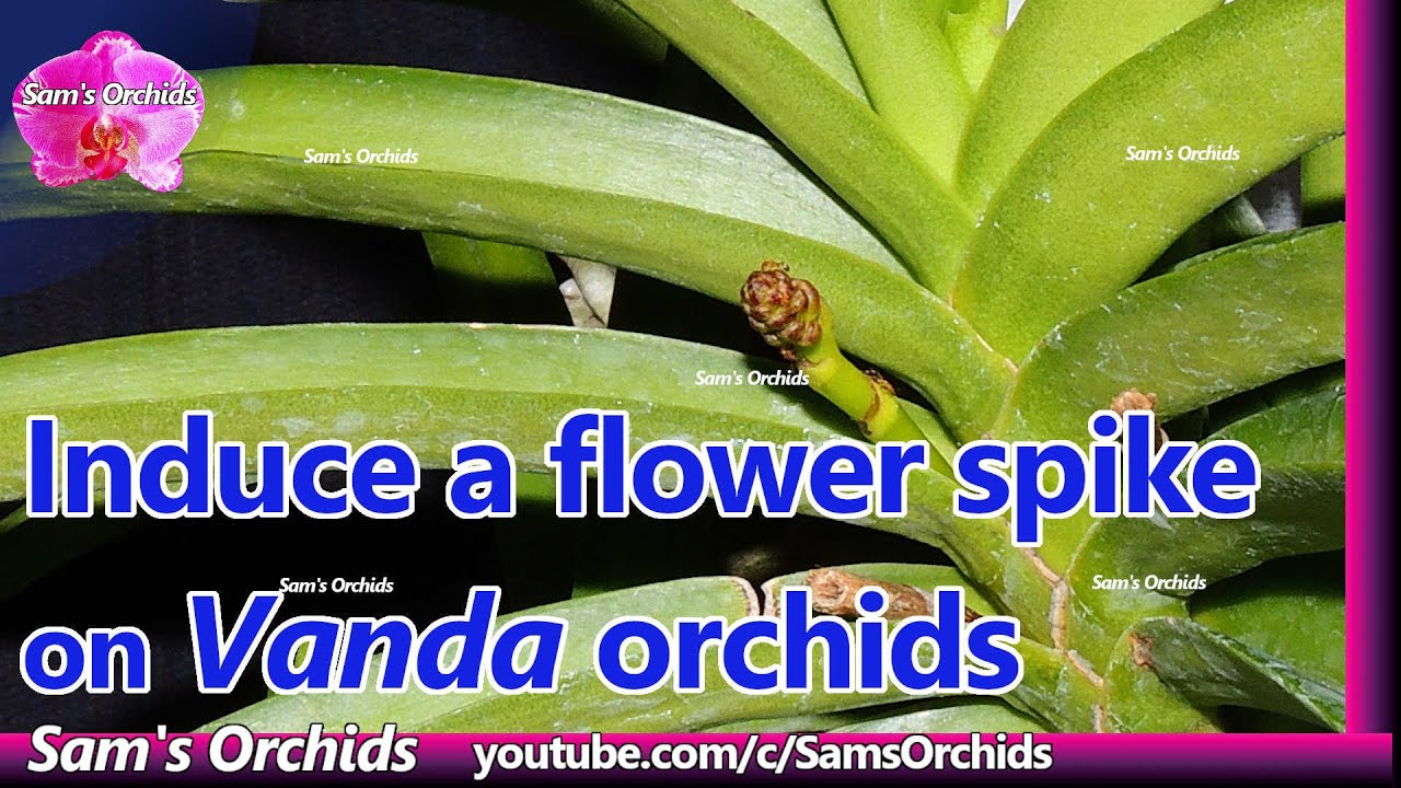 Induce a flower spike on 𝙑𝙖𝙣𝙙𝙖 orchids