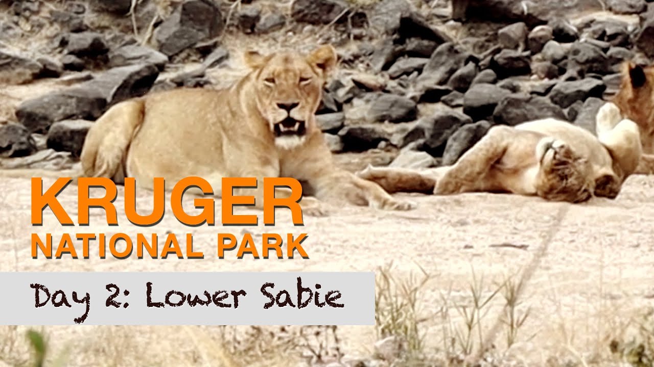 One of our BEST days in the KRUGER Park as we drive across to LOWER SABIE Camp | Season 2, Day 2.