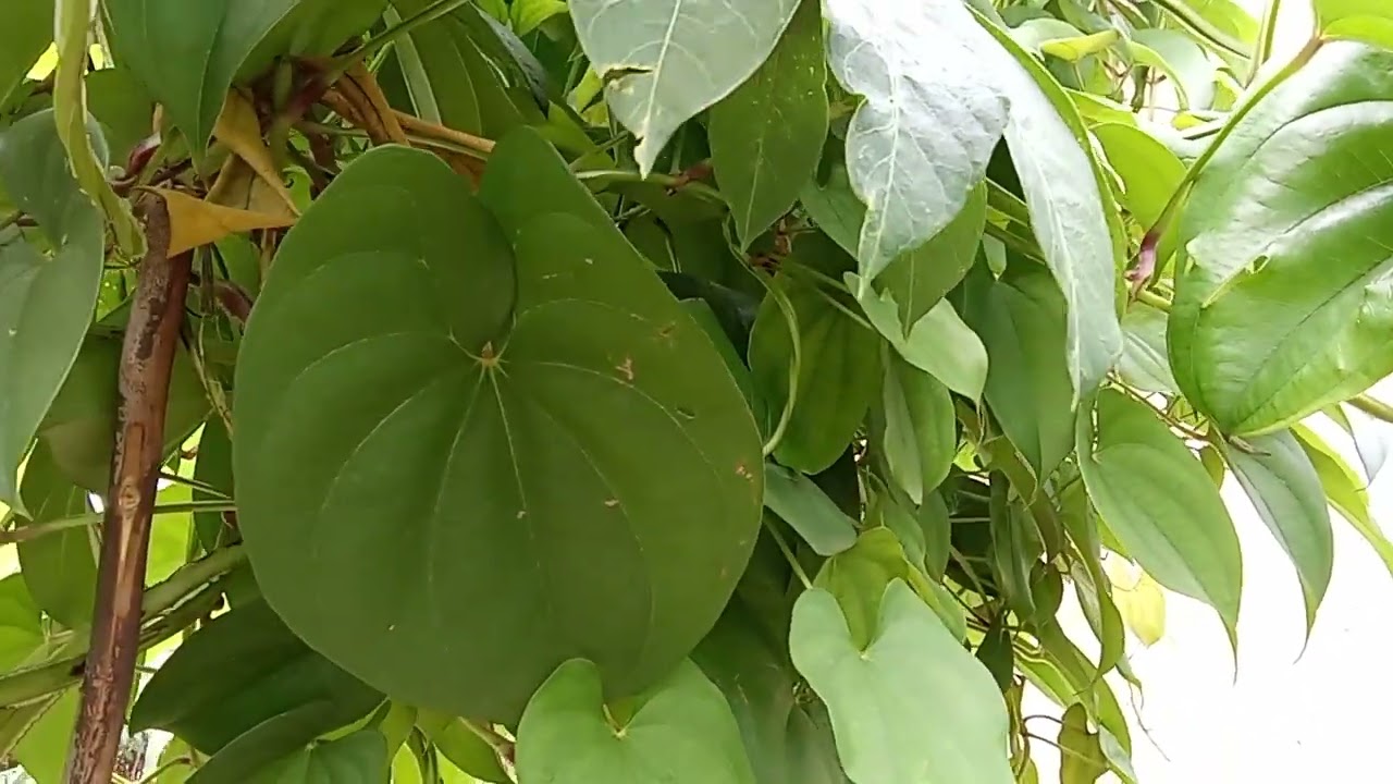 MY MIXED GARDEN SECRETS.