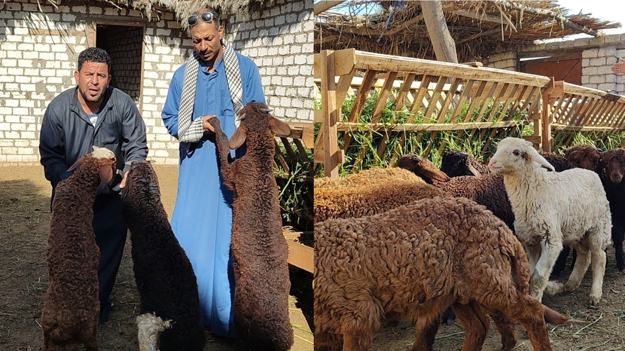 إللي معاها حق ديك رومي 🐓 هتاخد خروف رحماني بيورر وهتبقي ملياردير بعد سنه  من دالوقت استثمر فلوس