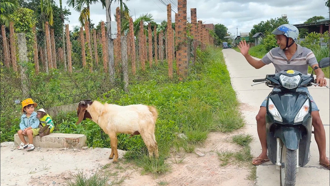 Simple Joy! CUTIS Goes Goat Herding with Yen Nhi Every Afternoon
