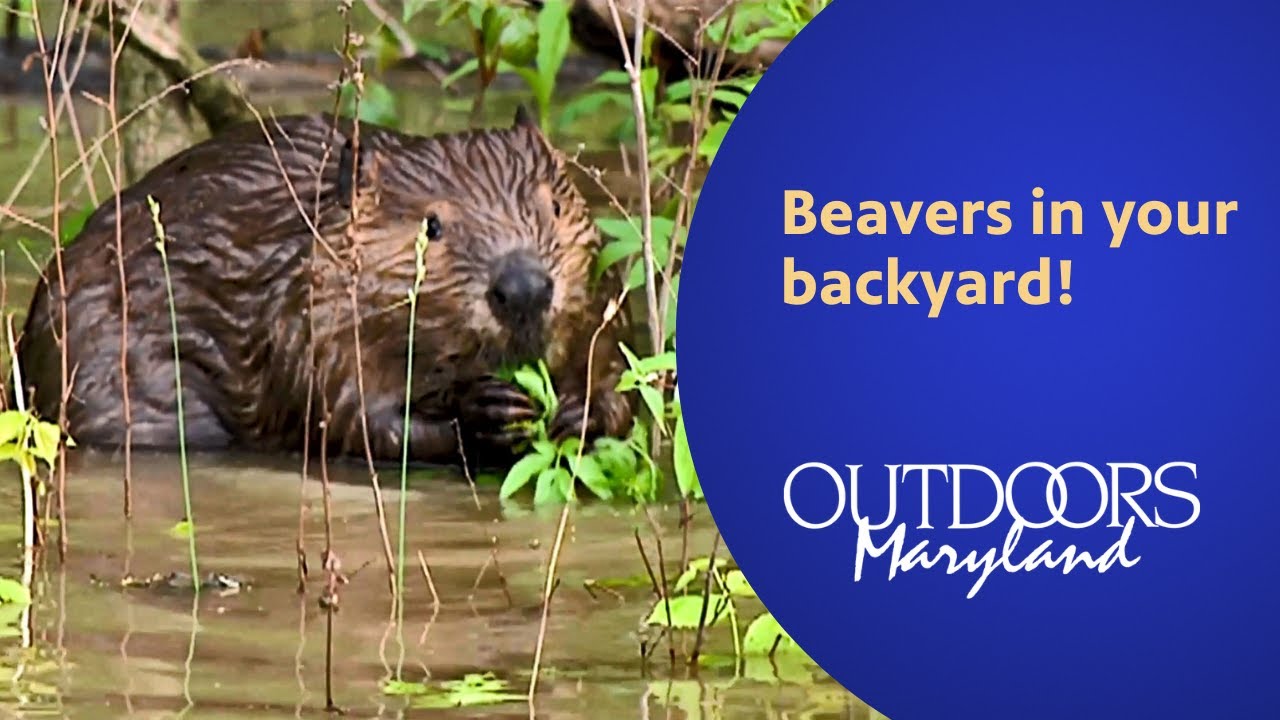 Beavers in your backyard!