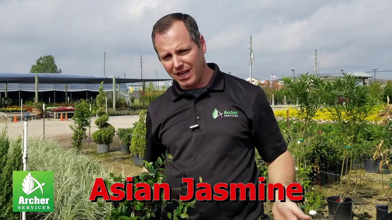 Asian Jasmine - Archer Services