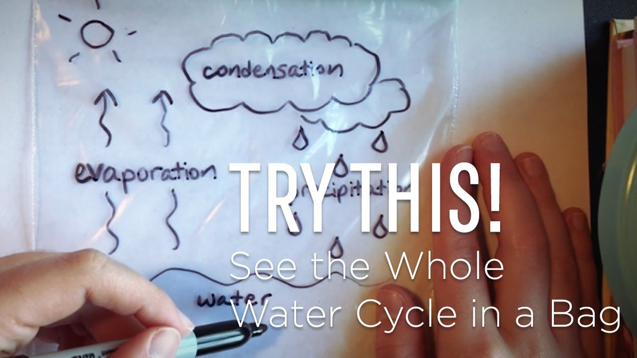 Try This: See the Water Cycle in a Bag | #SMOatHome
