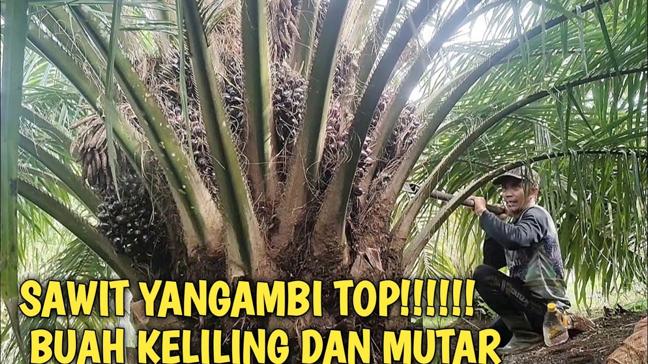 PANEN SAWIT YANGAMBI TEMBUS 2,5 TON, UMUR 42 BULAN. @Petani Pemula Temah
