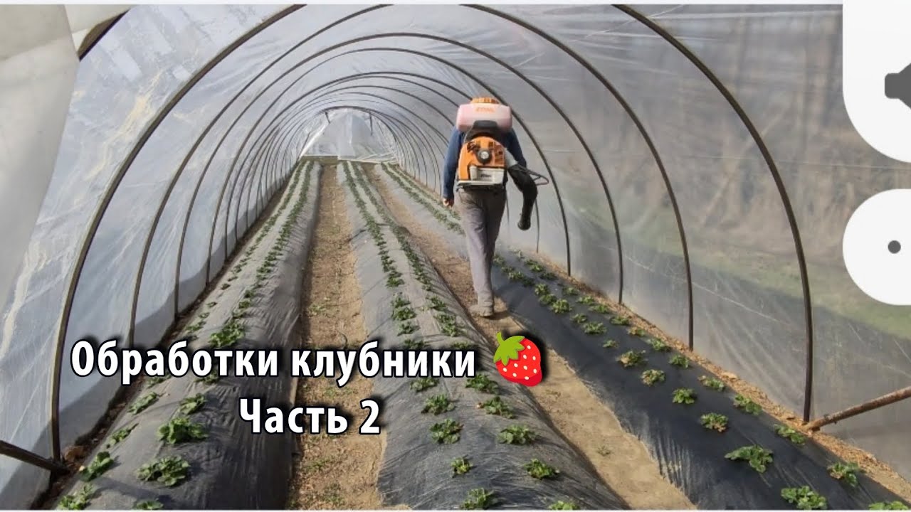 Весенние обработки клубники 🍓12.03.26 г. Ставрополь (часть 2)