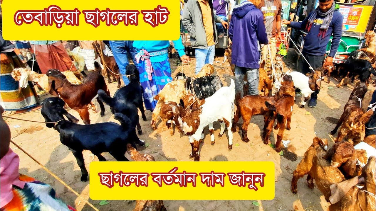 তেবাড়িয়া ছাগলের হাটে ছাগলের বর্তমান দাম জানুন।#frambanijjo @frambanijjobd @frambanijjoofficial 
