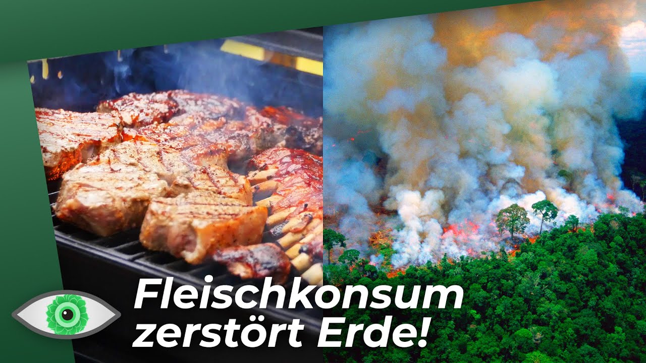 Das große Fressen: Wie unser Fleischkonsum die Erde zerstört! - Clixoom nature