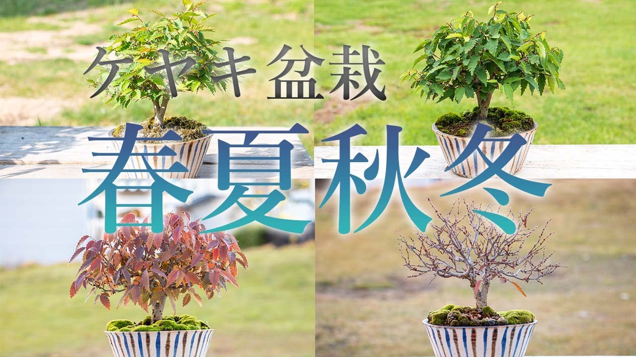 【盆栽】ケヤキ盆栽の年間管理の様子！葉性最高のケヤキ盆栽