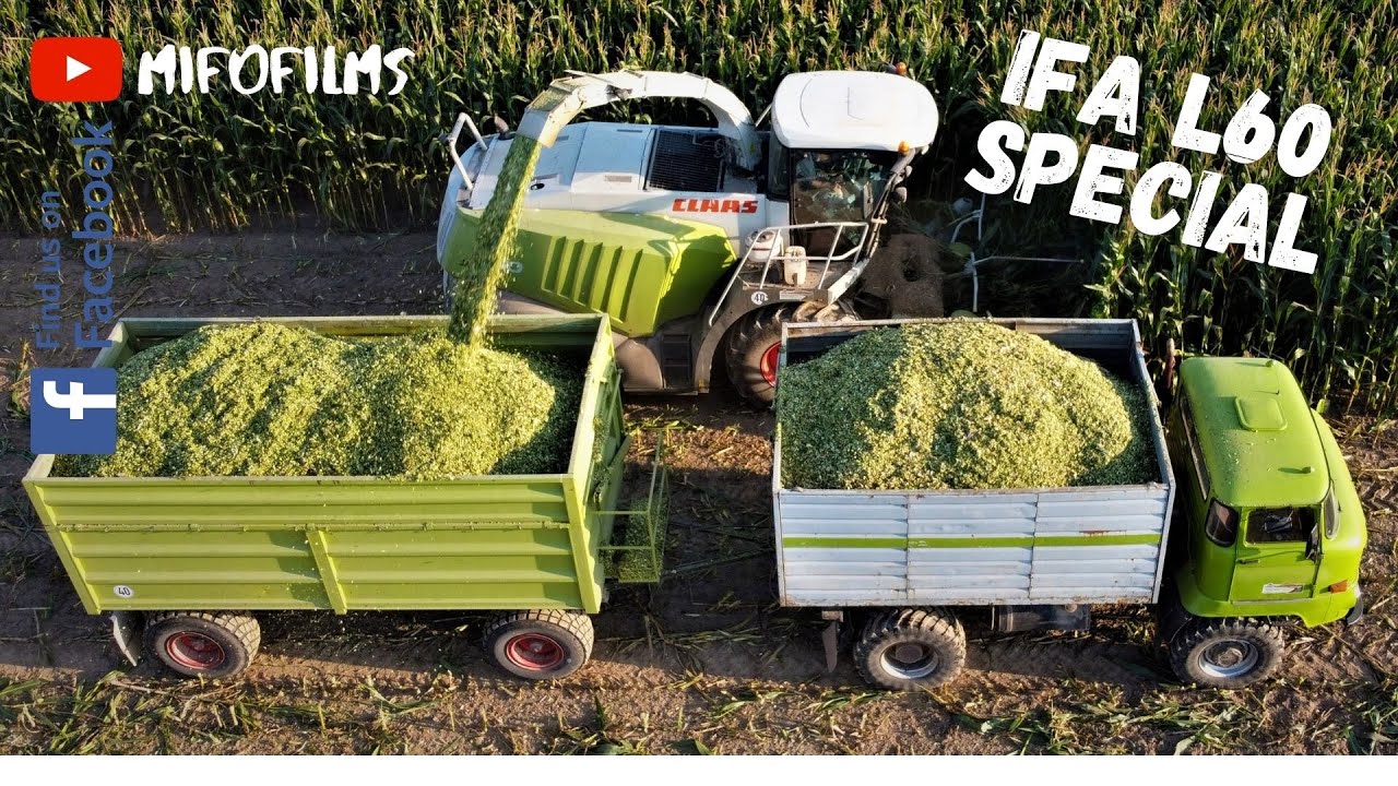 IFA L60 Sound beim Maishäckseln, Maisernte mit IFA L60 + Fendt + Claas | Wildschweine | by mifofilms