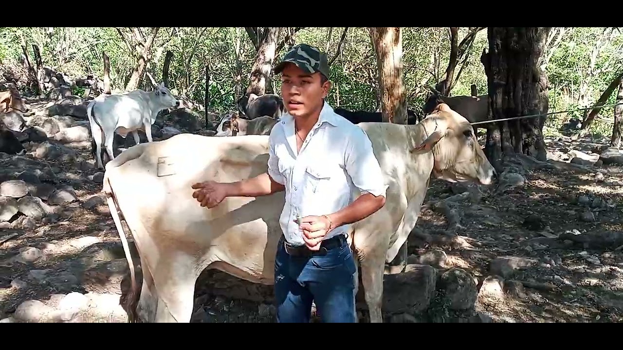 Cómo aplicar fármacos por la vía intramuscular y subcutánea en bovino 🐄🐄