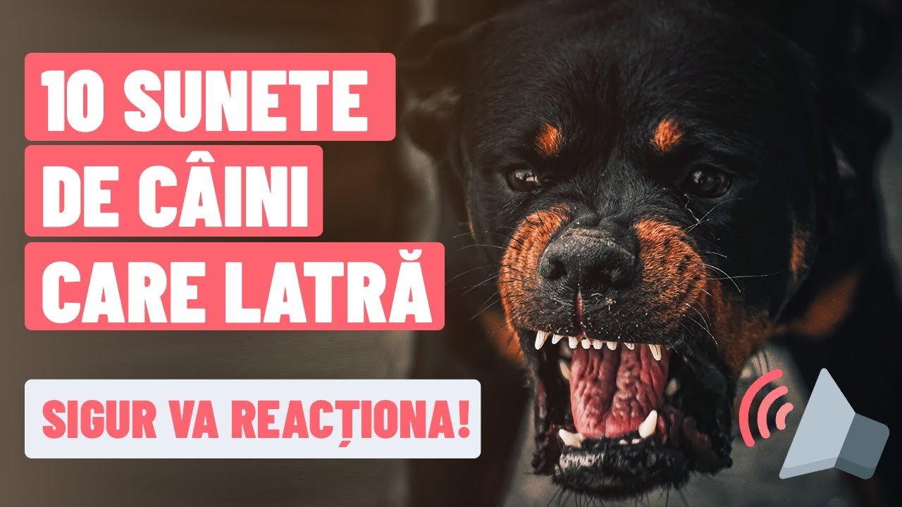 C&Acirc;INI CARE LATRĂ 🔊 10 SUNETE PENTRU C&Acirc;INELE TĂU