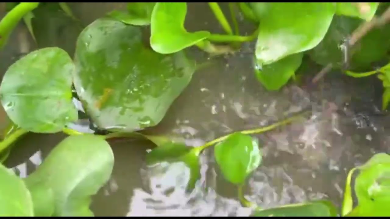 បច្ចេកទេសចិញ្ចឹមត្រីអណ្តែងទន់ក្នុងបែរ​ Walking Catfish.