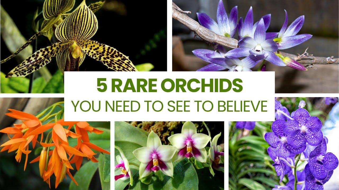 5 Rare Orchids You Need to See to Believe