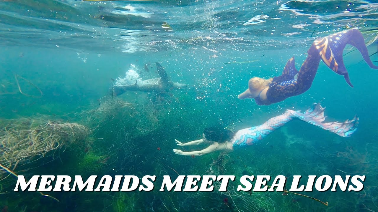 Mermaids Playfully Swim with Sea Lions II Part 2