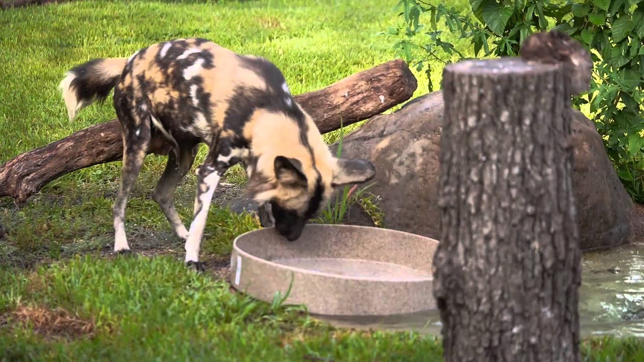 African Painted Dogs Get New Toys!