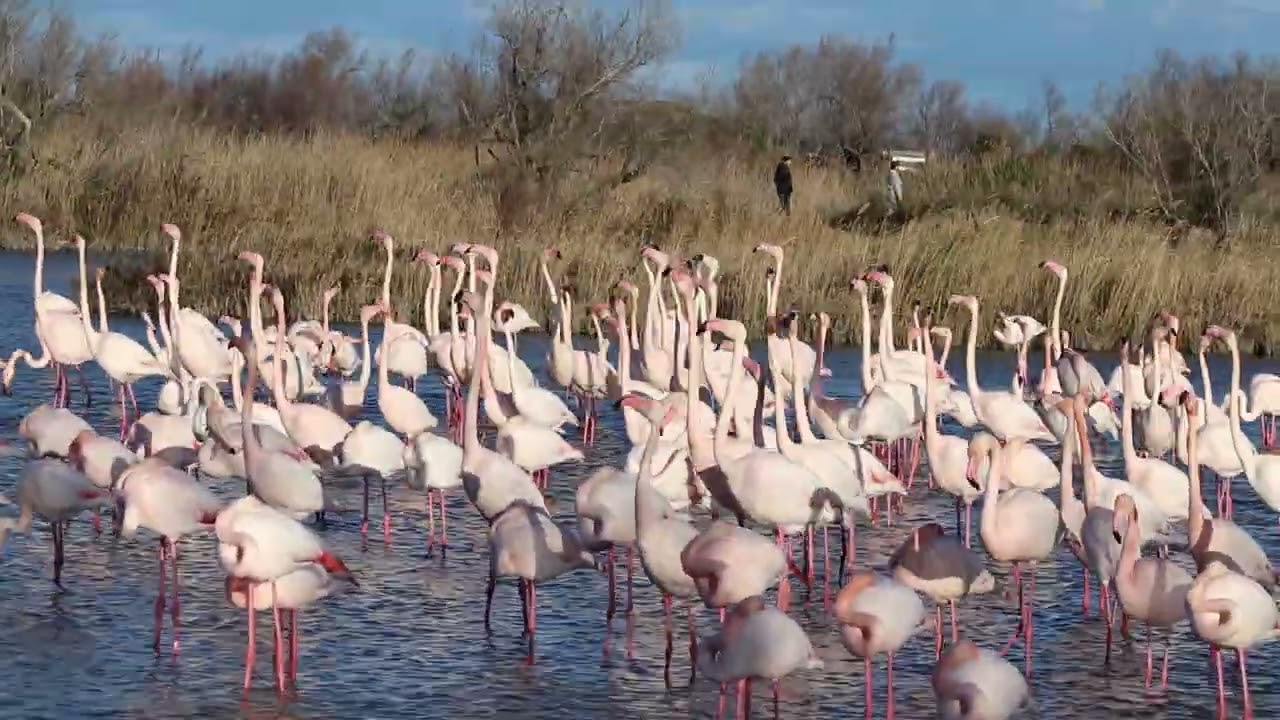 Parc Ornithologique de Pont-de-Gau (13)
