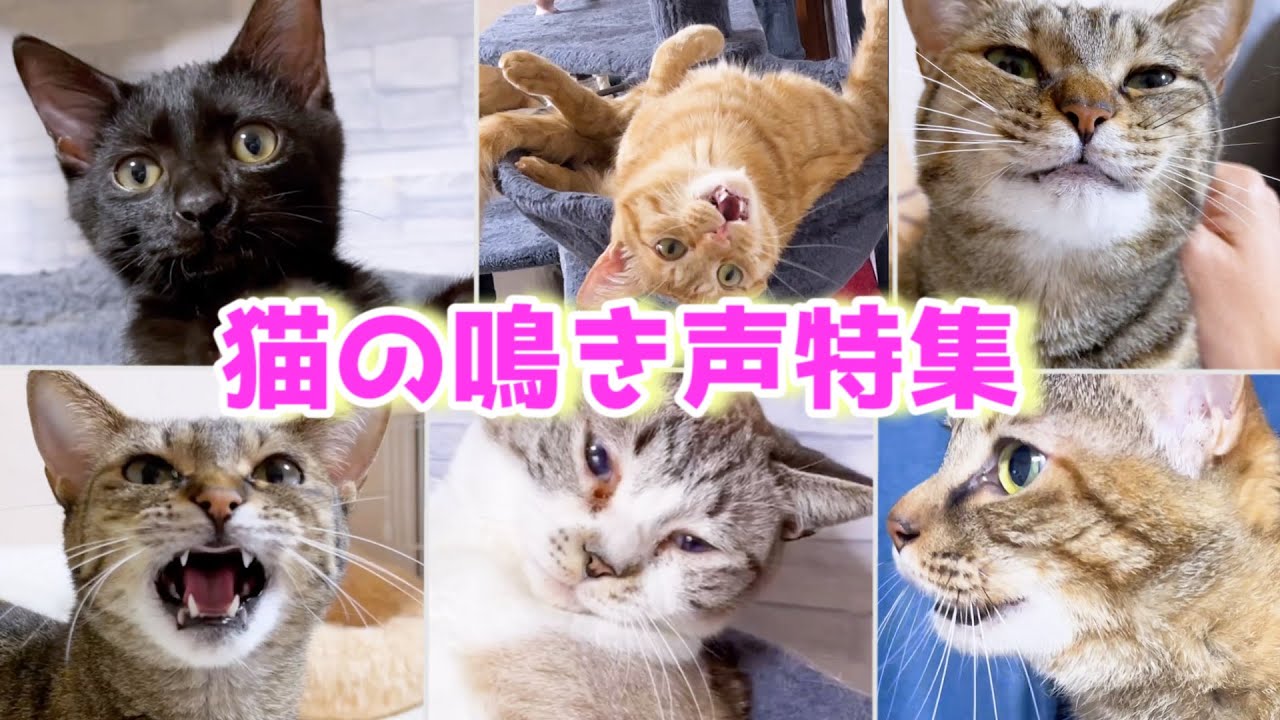 猫たちの鳴き声集めてみました💕