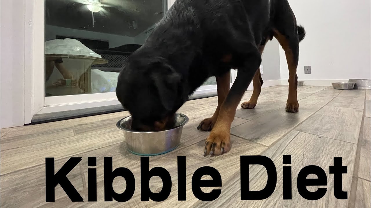 Rottweilers ASMR - Eating Kibble