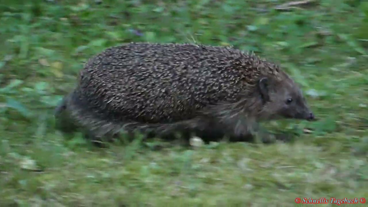 Schnelli und der Igel (20.07.2023)