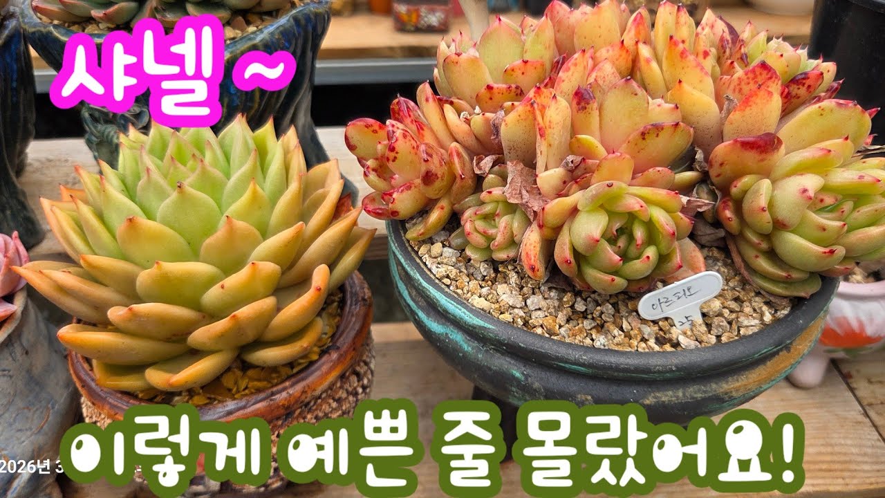 진짜 멋지구나! 이렇게 예쁘게 물드는 지 몰랐습니다! 다육이 샤넬을 분갈이합니다~ #꽃나래다육 #다육이 #다육식물 #다육이키우기 #다육이번식 #다육이봄분갈이 #다육이분갈이 #분갈이