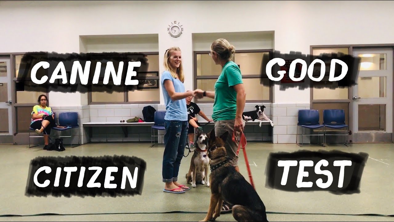 Canine Good Citizen Test || CGC Test Chicago USA