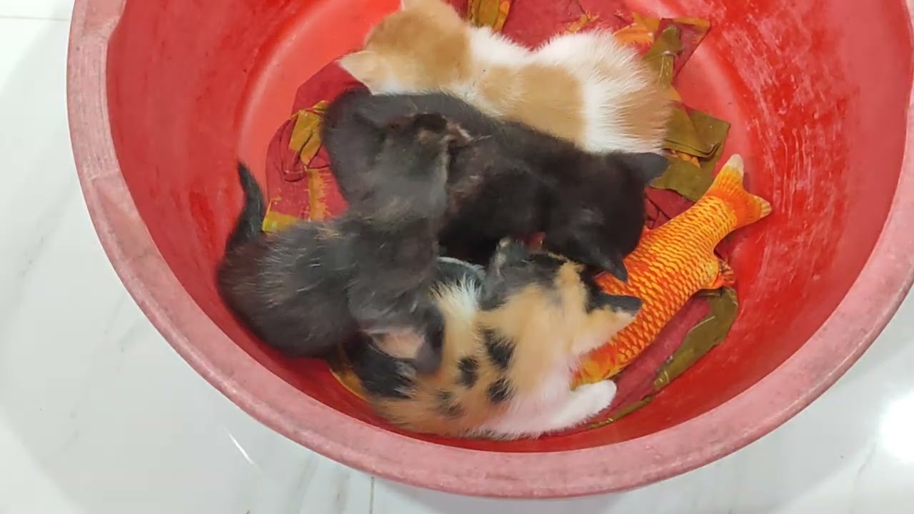 Cute kitty kitten playing 😍😍