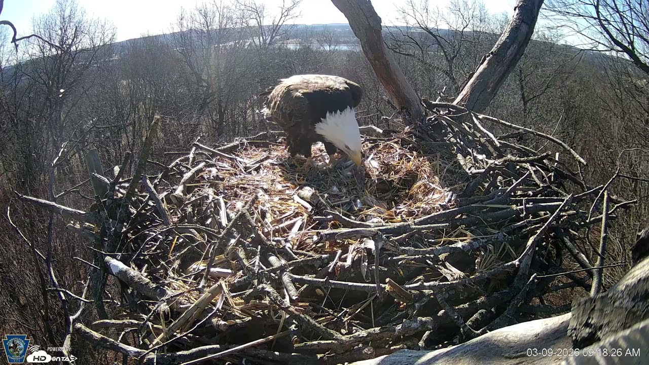 Hanover Eagles Live Cam   HDOnTap — Mozilla Firefox 2026 03 09 10 16 50