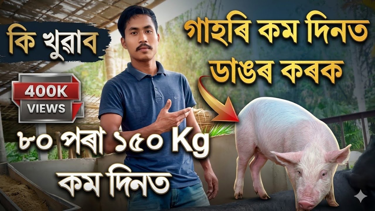 ৬ মাহত ৮০ পৰা ১৫০ কেজি কেনেকৈ কৰিব|| Pig Farm in Assam || Assam Pig Beeding Farm