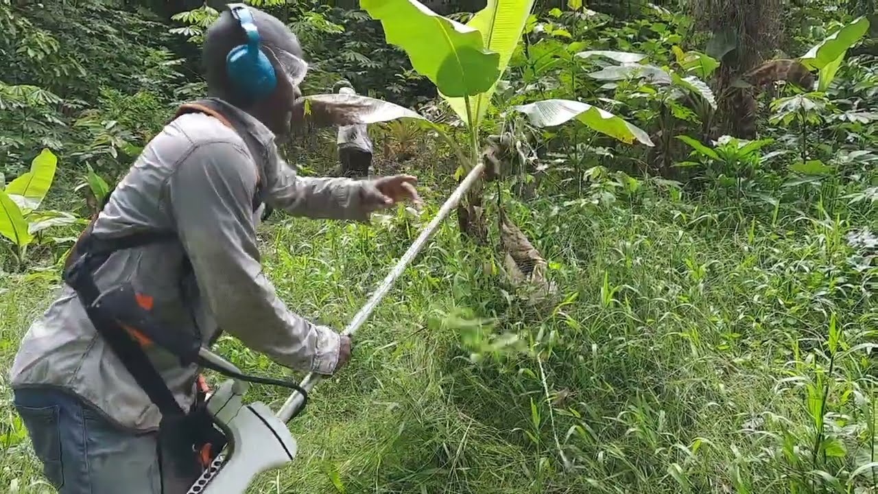 STIHL FS 410 vs The tropical jungle