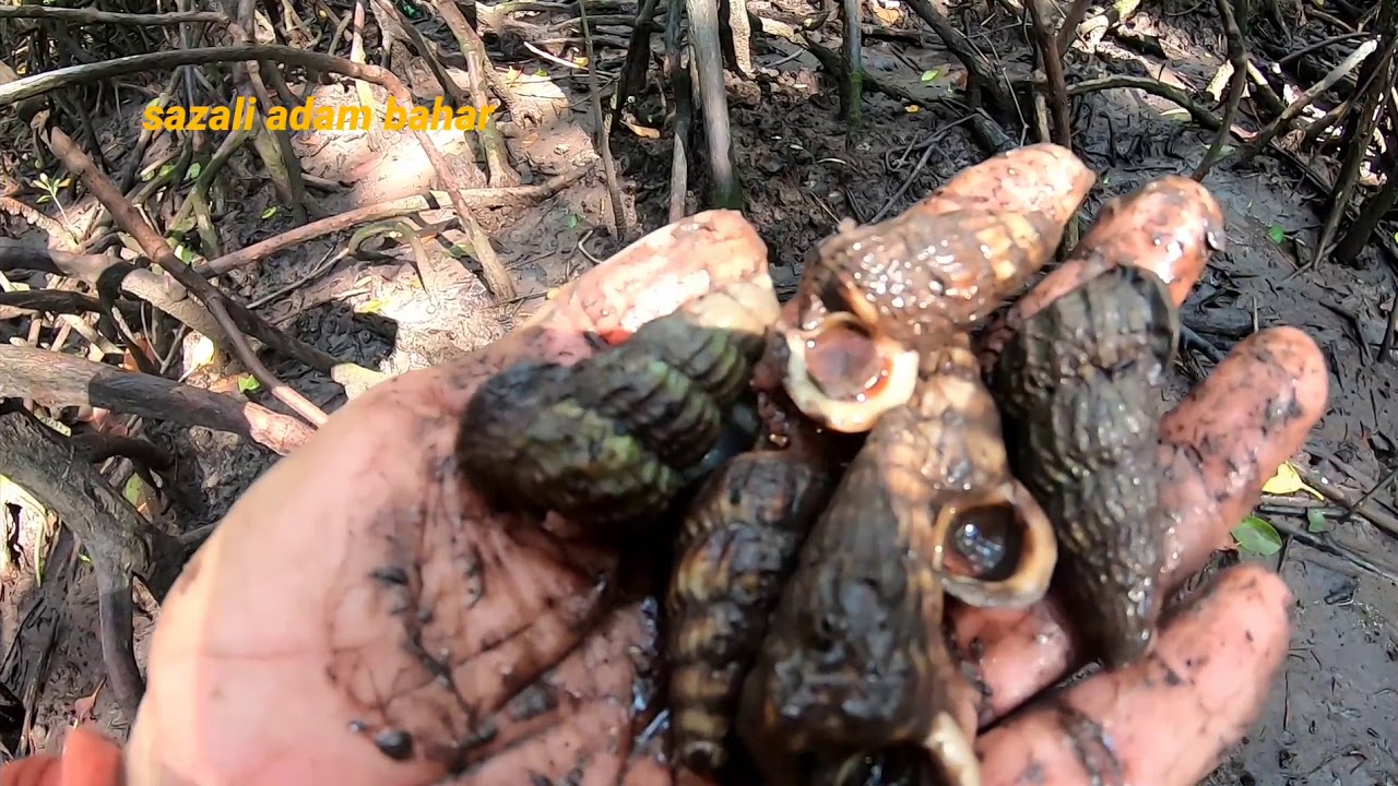 Mencari siput sedut untuk dibuat lauk
