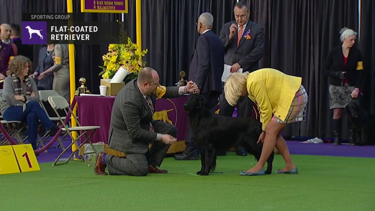 Retrievers (Flat-Coated) | Breed Judging 2019