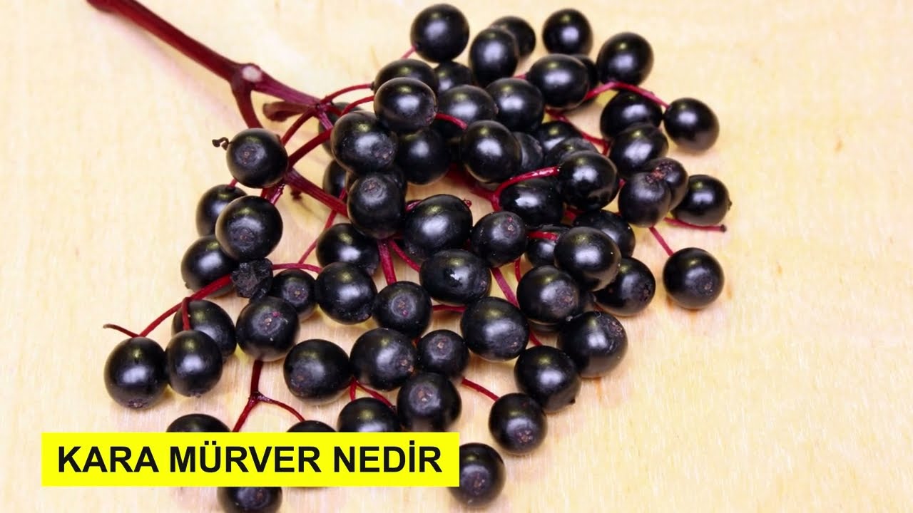 Kara M&uuml;rver Nedir? Kara M&uuml;rver Faydaları Nelerdir? Ne İşe Yarar? #karam&uuml;rver #şifalıbikler #sağlık