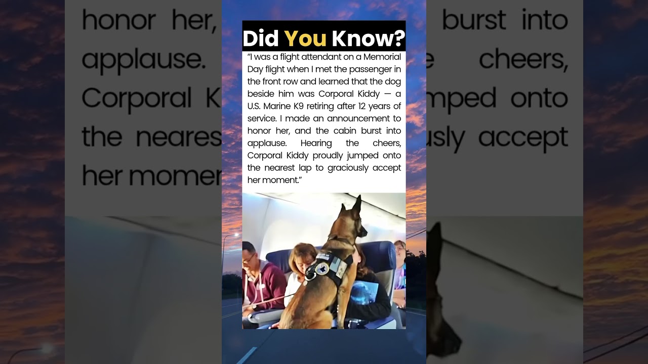 The Retired Marine K9 Who Stole Every Heart on the Plane