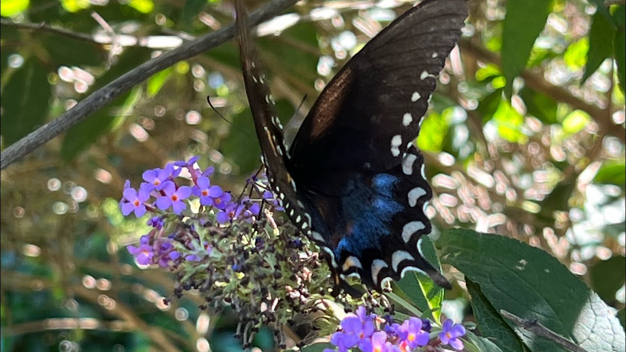 My top plant for attracting butterflies!