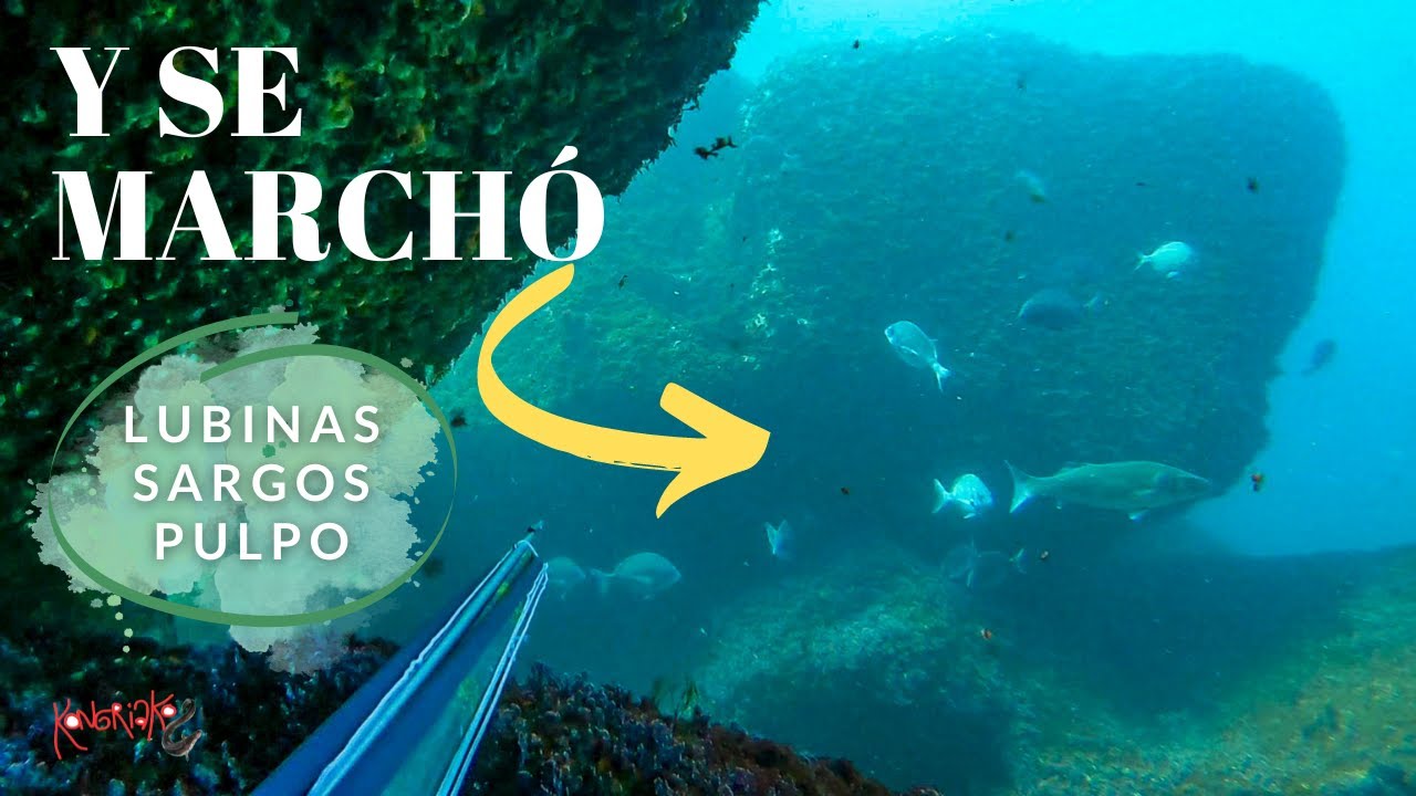 ✅PESCA SUBMARINA en Galicia🌊 Y SE MARCHÓ🎯 [LUBINAS, SARGOS & PULPO]