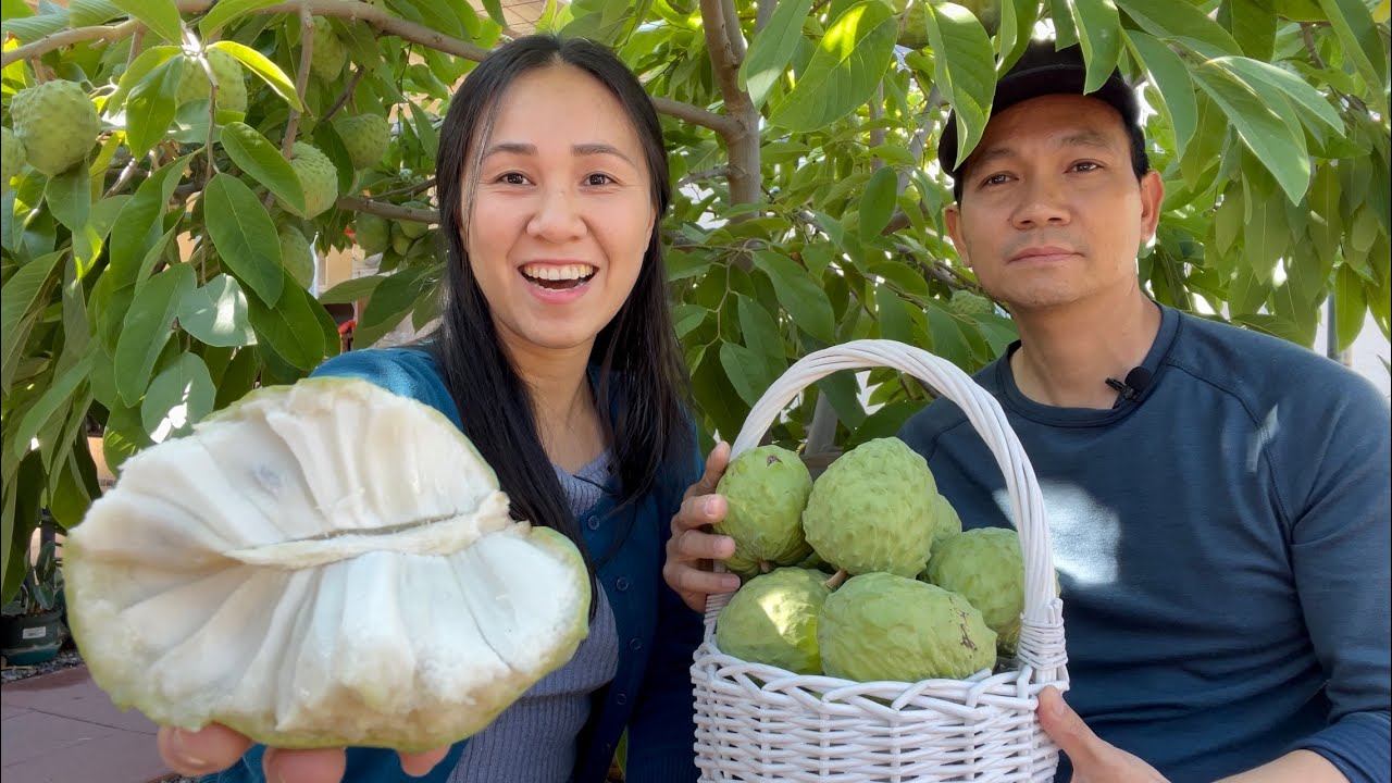 Thu Hoạch Mãng Cầu Chín Cây Ăn Liền Tại Gốc Trái Ngon Ngọt, Dai, Ít Hạt