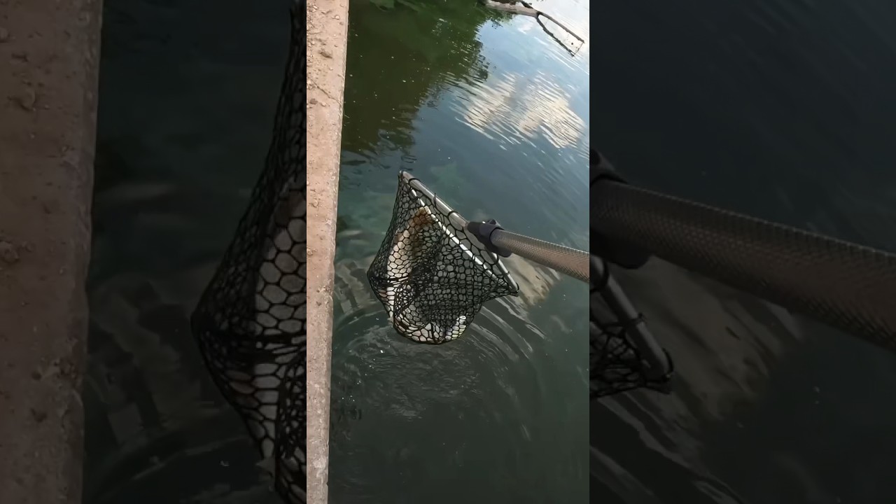 Pike love the bigswimbaits 